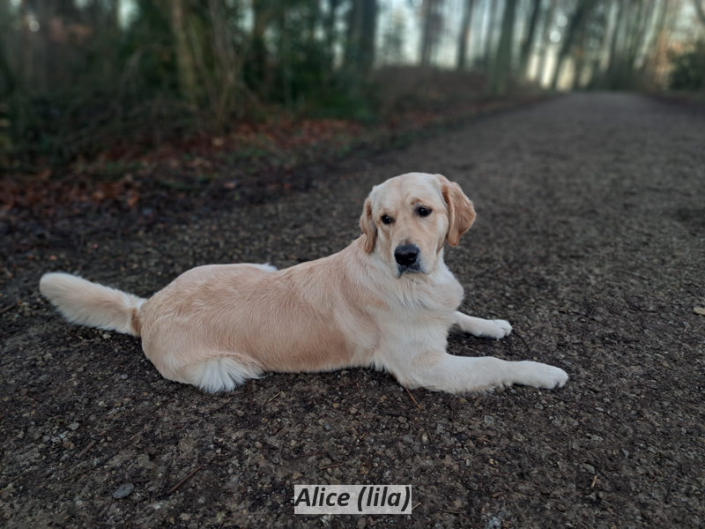 Alice (lila)