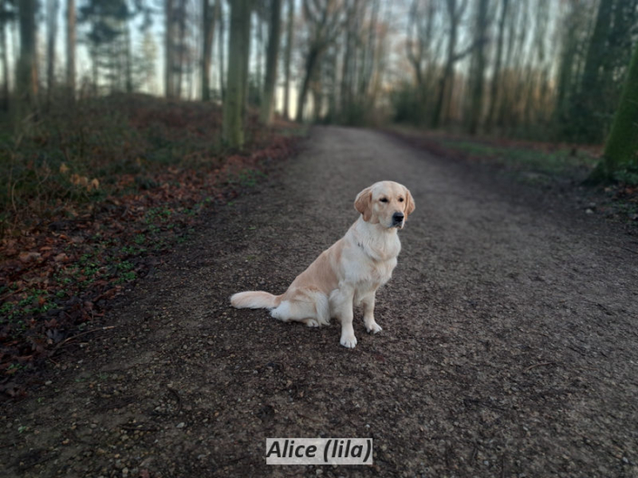 Alice (lila)
